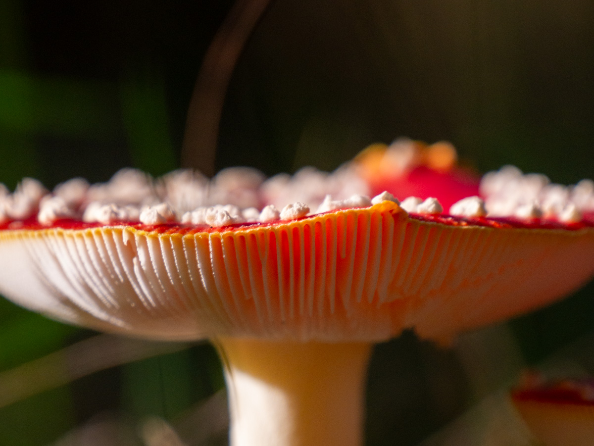 Paddenstoelen op de Maashorst