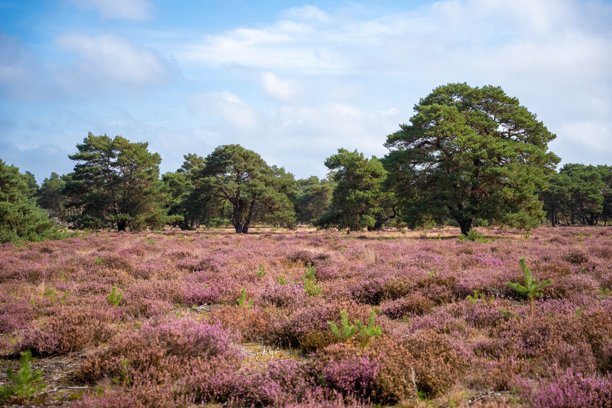 Nationaal park De Hoge Veluwe