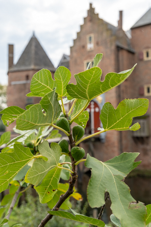 Kasteel Ammersoyen @ Ammerzoden, Gelderland Kasteel Ammersoyen @ Ammerzoden, Gelderland