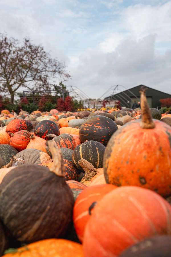 Pompoenboerderij Uden Pompoenboerderij Uden