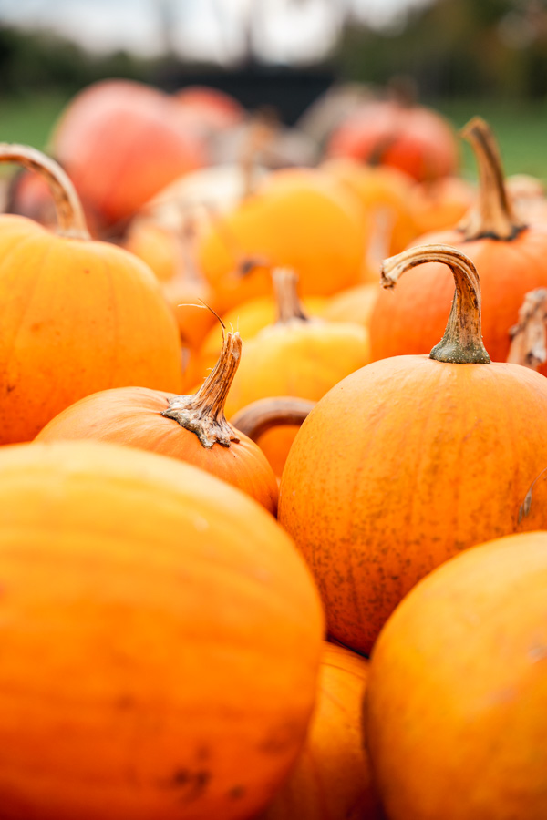 Pompoenboerderij Uden Pompoenboerderij Uden