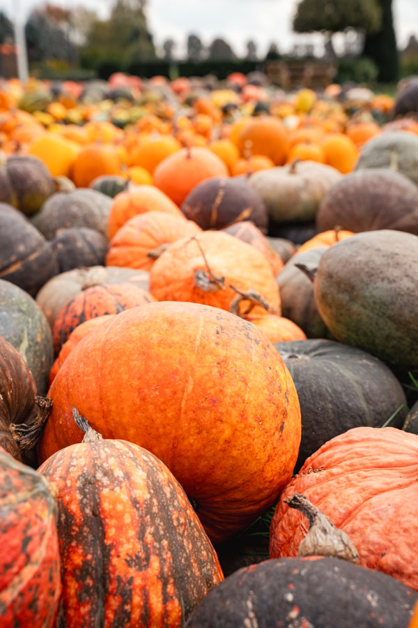 Pompoenboerderij Uden Pompoenboerderij Uden