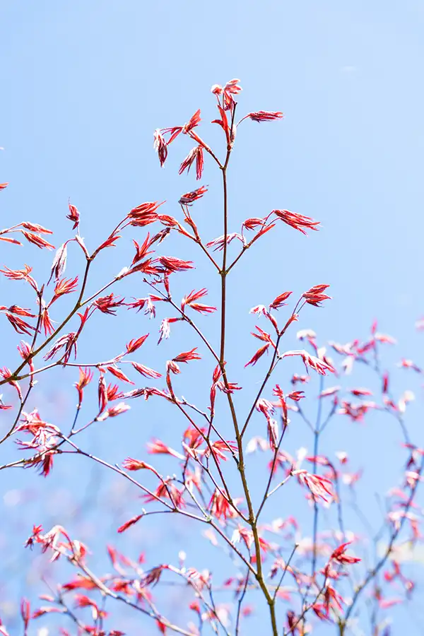 Japanse Tuin @ Hasselt, Belgisch Limburg Japanse Tuin @ Hasselt, Belgisch Limburg