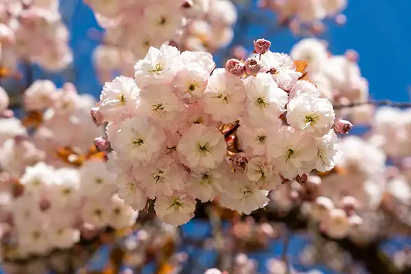 Japanse Tuin @ Hasselt, Belgisch Limburg Japanse Tuin @ Hasselt, Belgisch Limburg