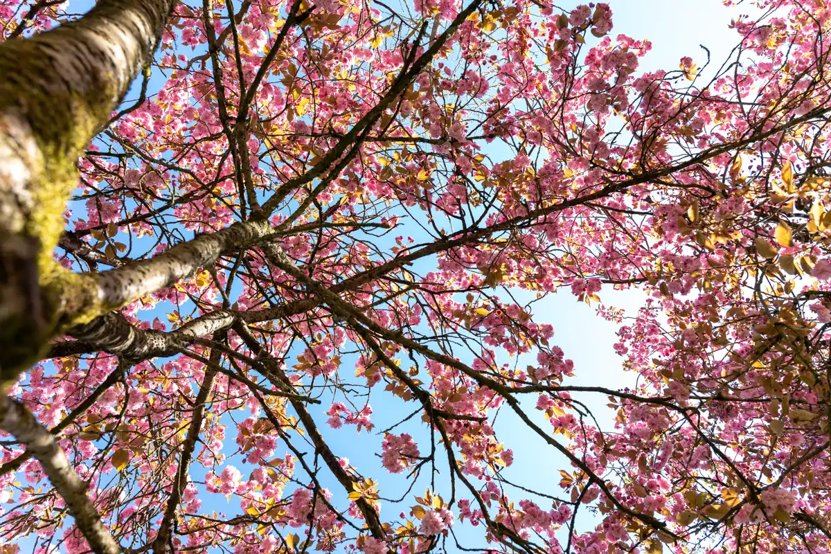 Japanse Tuin @ Hasselt, Belgisch Limburg Japanse Tuin @ Hasselt, Belgisch Limburg