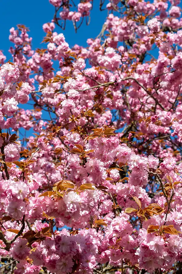 Japanse Tuin @ Hasselt, Belgisch Limburg Japanse Tuin @ Hasselt, Belgisch Limburg