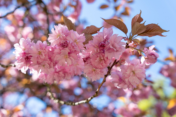 Japanse Tuin @ Hasselt, Belgisch Limburg