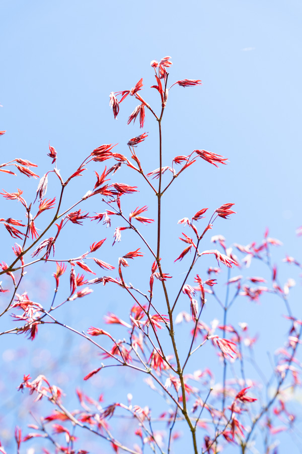 Japanse Tuin @ Hasselt, Belgisch Limburg