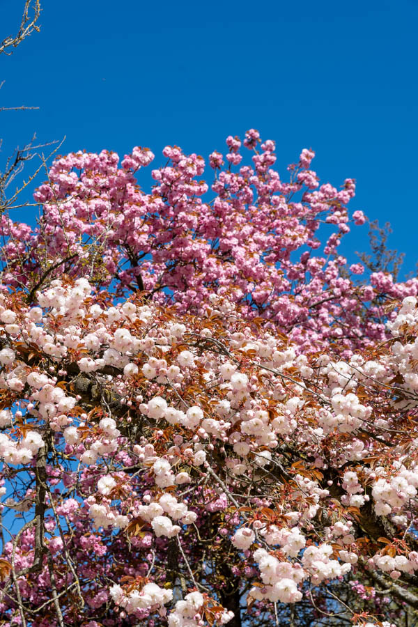 Japanse Tuin @ Hasselt, Belgisch Limburg