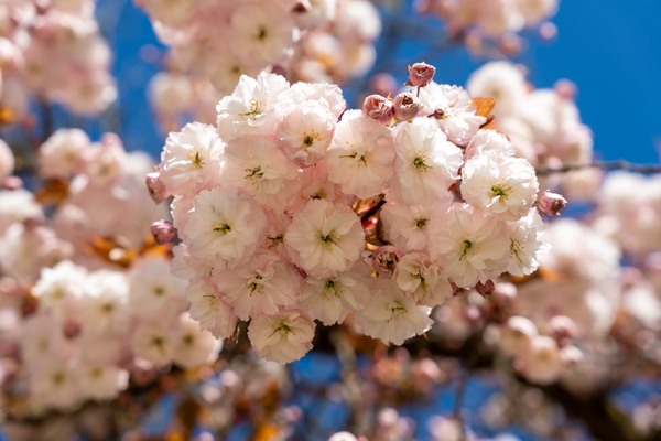 Japanse Tuin @ Hasselt, Belgisch Limburg