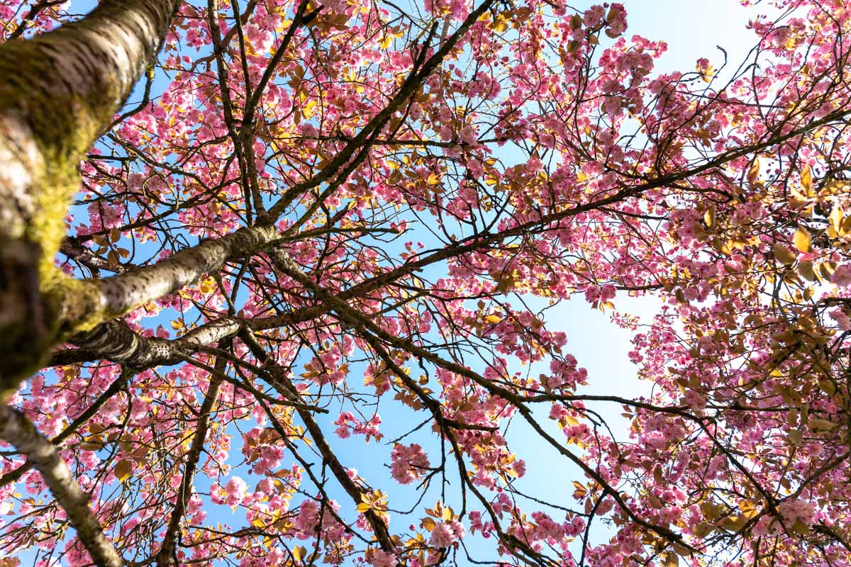 Japanse Tuin @ Hasselt, Belgisch Limburg