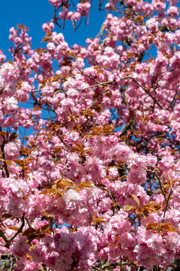 Japanse Tuin @ Hasselt, Belgisch Limburg