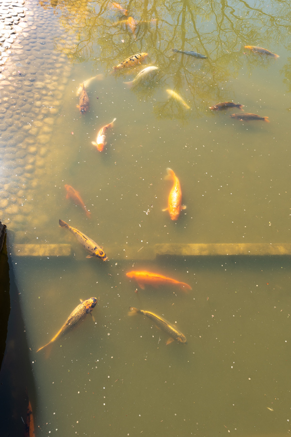 Japanse Tuin @ Hasselt, Belgisch Limburg