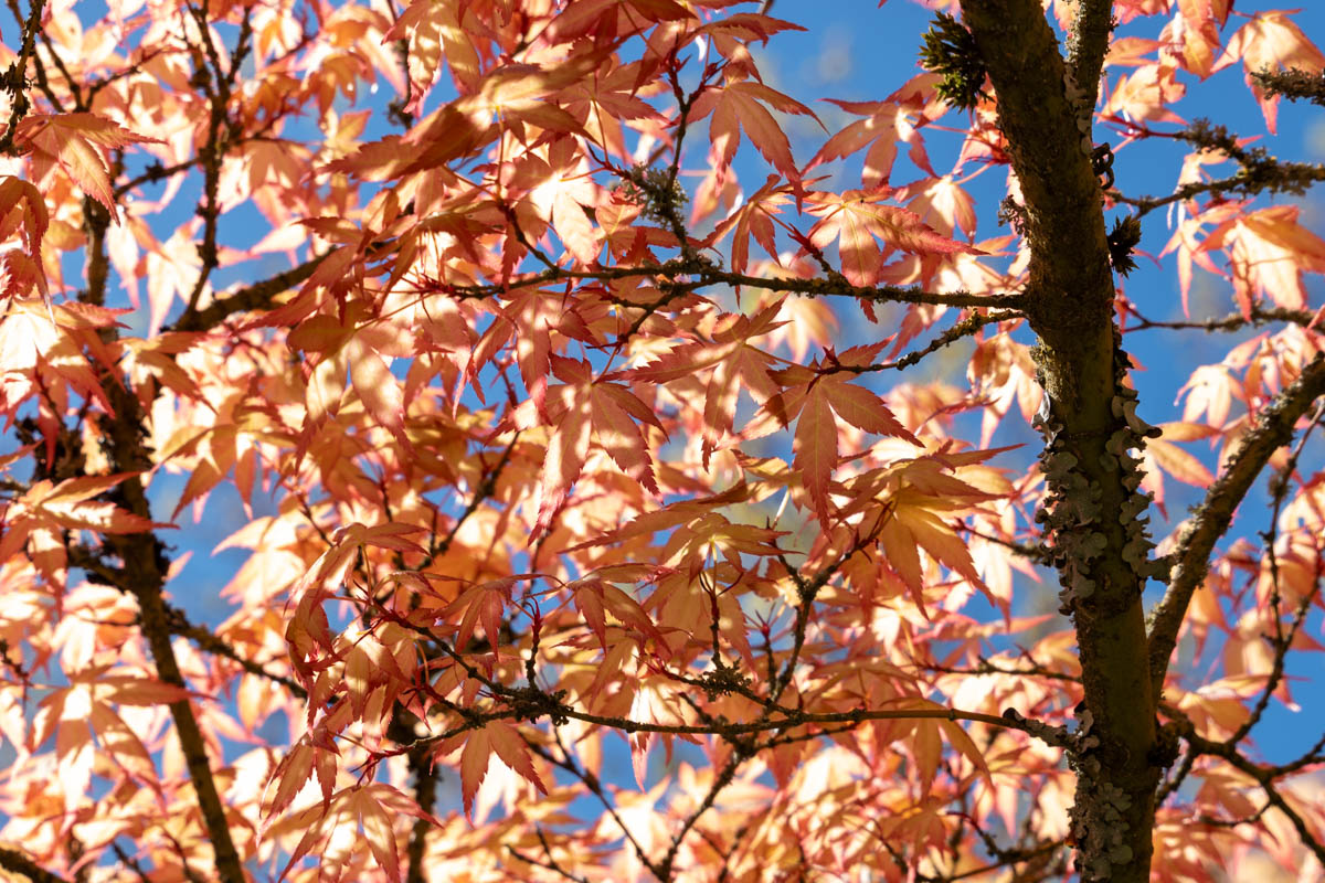 Japanse Tuin @ Hasselt, Belgisch Limburg