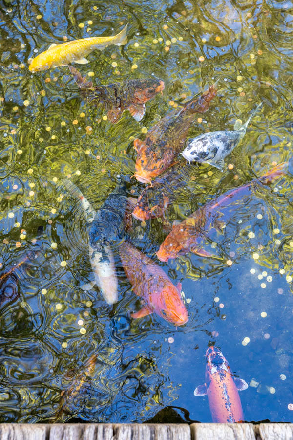 Japanse Tuin @ Hasselt, Belgisch Limburg