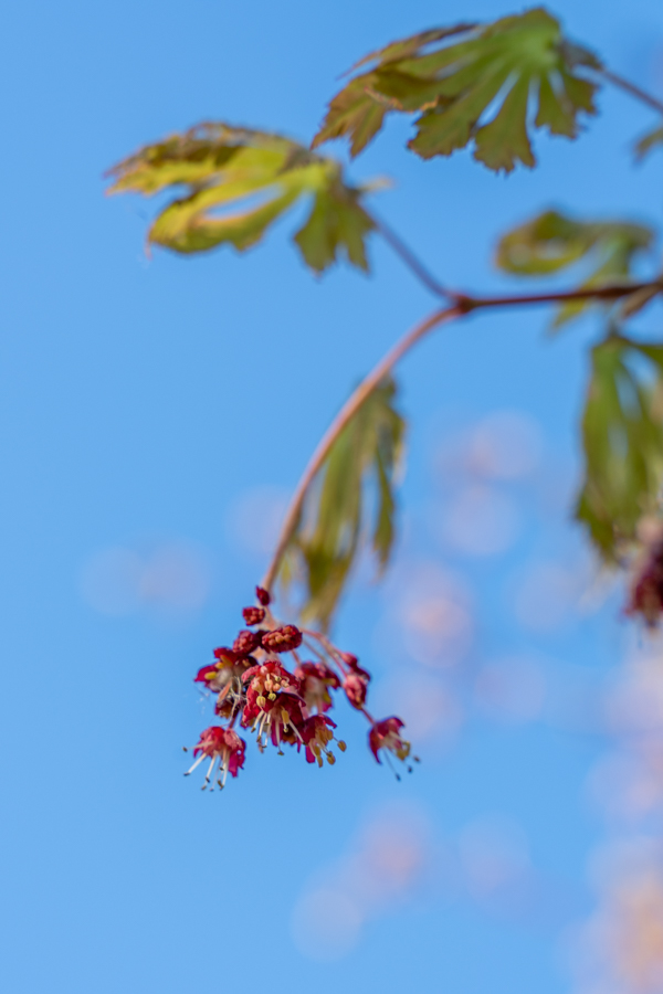 Japanse Tuin @ Hasselt, Belgisch Limburg