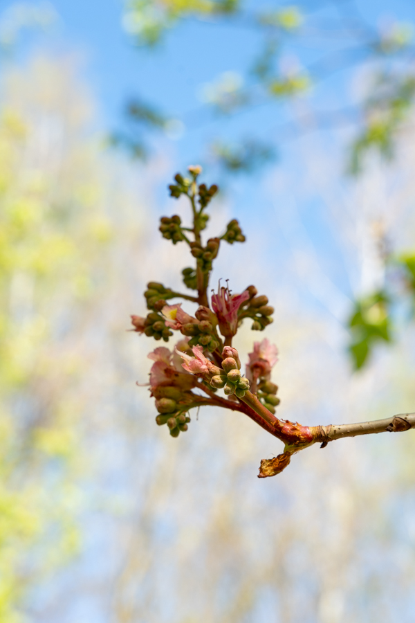 Japanse Tuin @ Hasselt, Belgisch Limburg