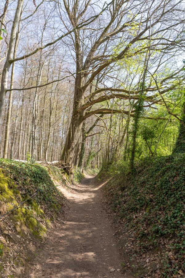 Hyacintenfestival Hallerbos, Halle, België