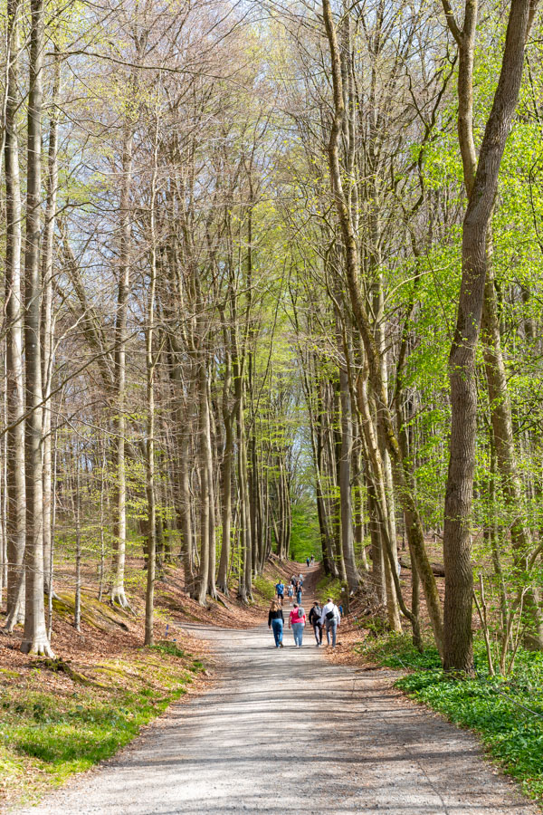 Hyacintenfestival Hallerbos, Halle, België