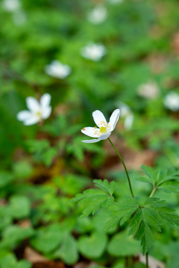 Hyacintenfestival Hallerbos, Halle, België