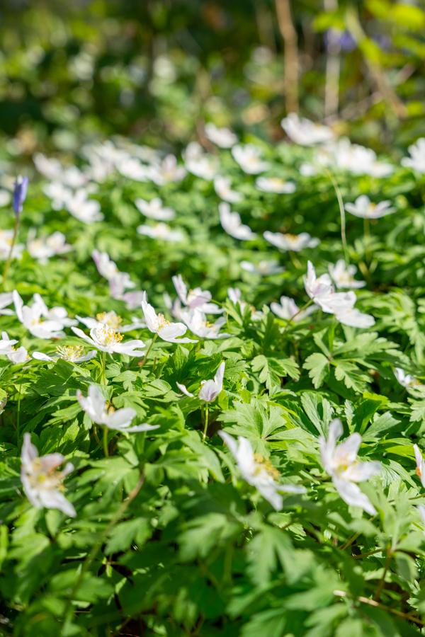 Hyacintenfestival Hallerbos, Halle, België