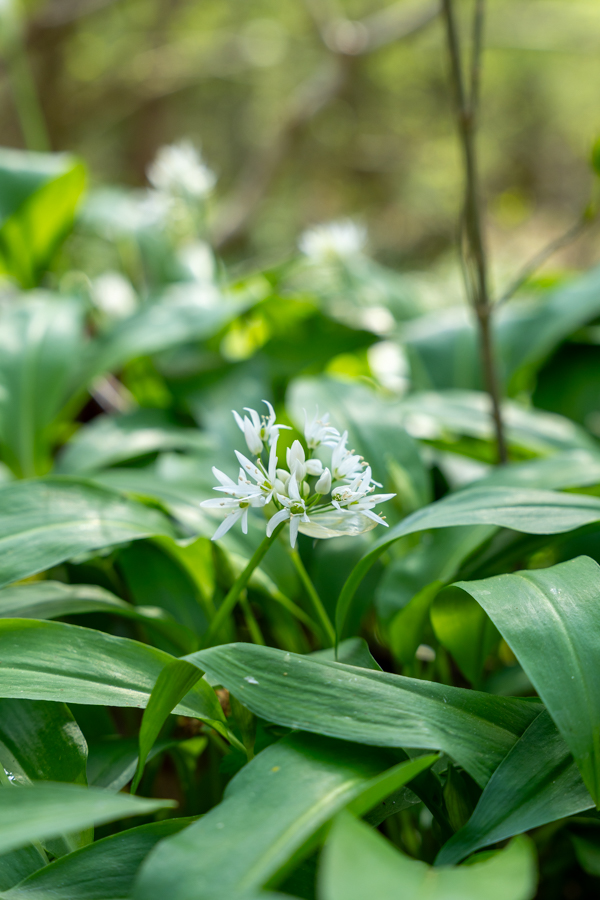 Hyacintenfestival Hallerbos, Halle, België