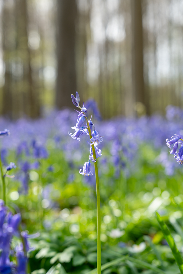 Hyacintenfestival Hallerbos, Halle, België