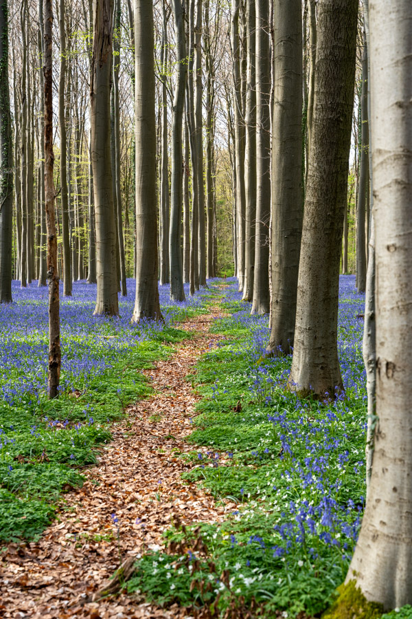 Hyacintenfestival Hallerbos, Halle, België
