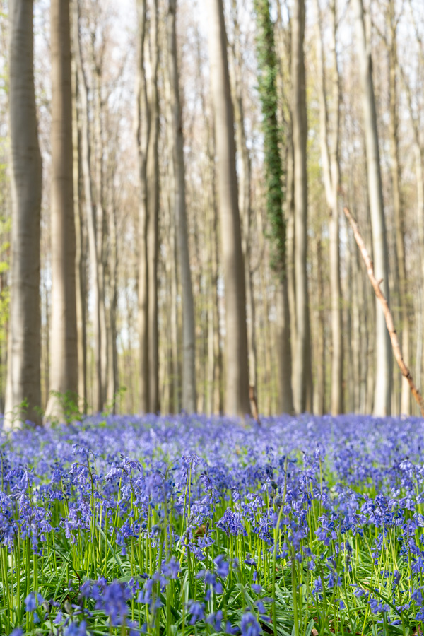 Hyacintenfestival Hallerbos, Halle, België