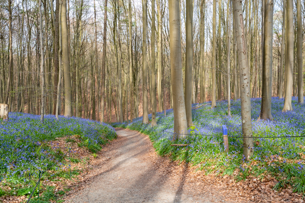 Hyacintenfestival Hallerbos, Halle, België