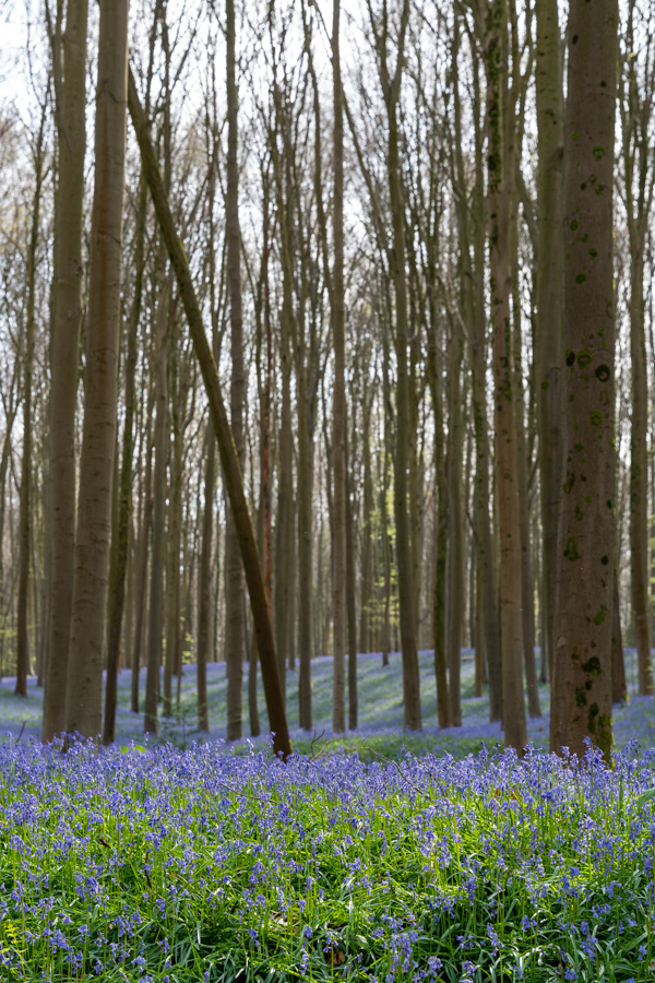 Hyacintenfestival Hallerbos, Halle, België