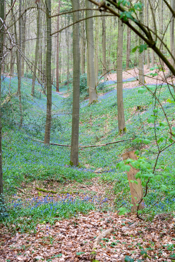 Hyacintenfestival Hallerbos, Halle, België