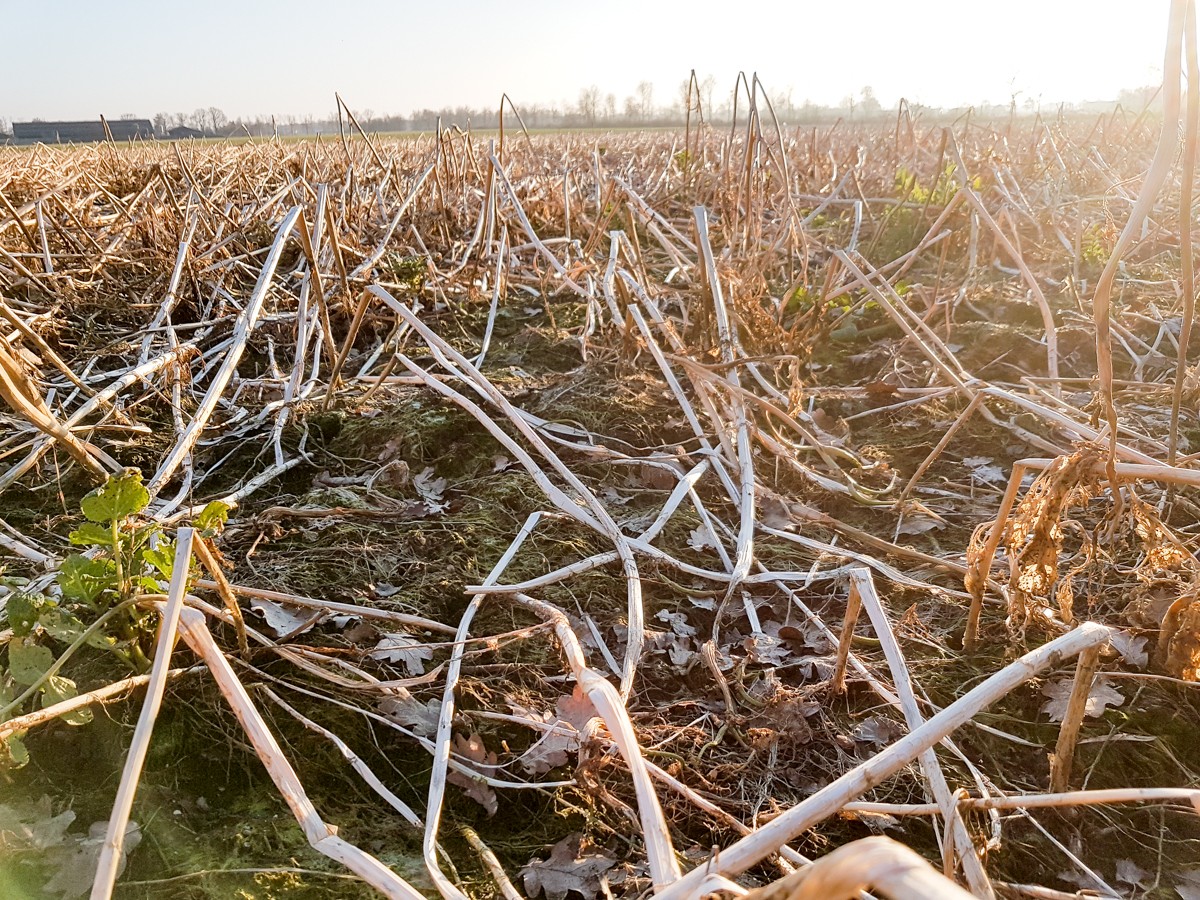 MP wijstgronden uden 019 MP wijstgronden uden 019