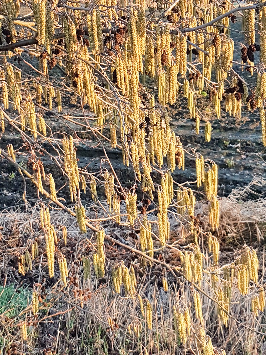 MP wijstgronden uden 027 MP wijstgronden uden 027