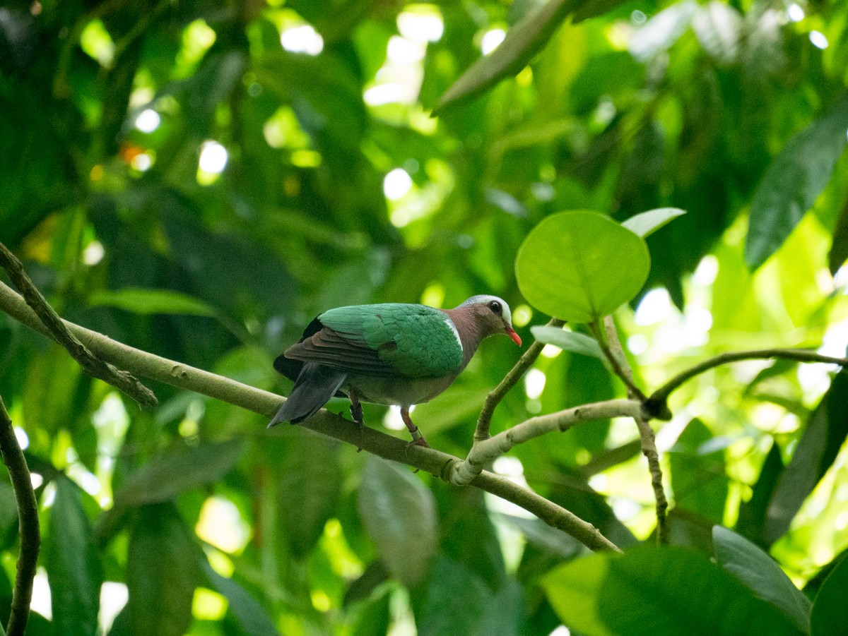 burgers zoo bush 0001  burgers zoo bush 0001