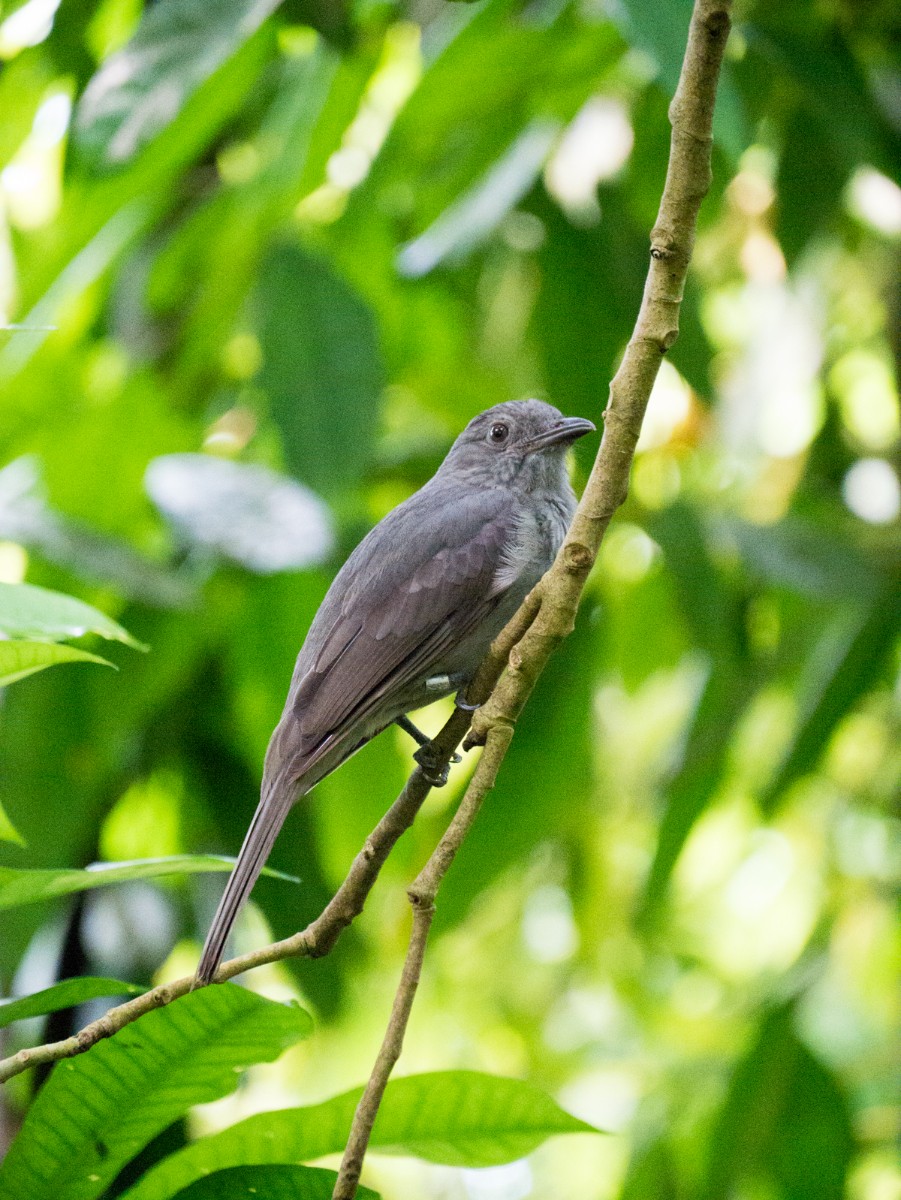burgers zoo bush 0002  burgers zoo bush 0002