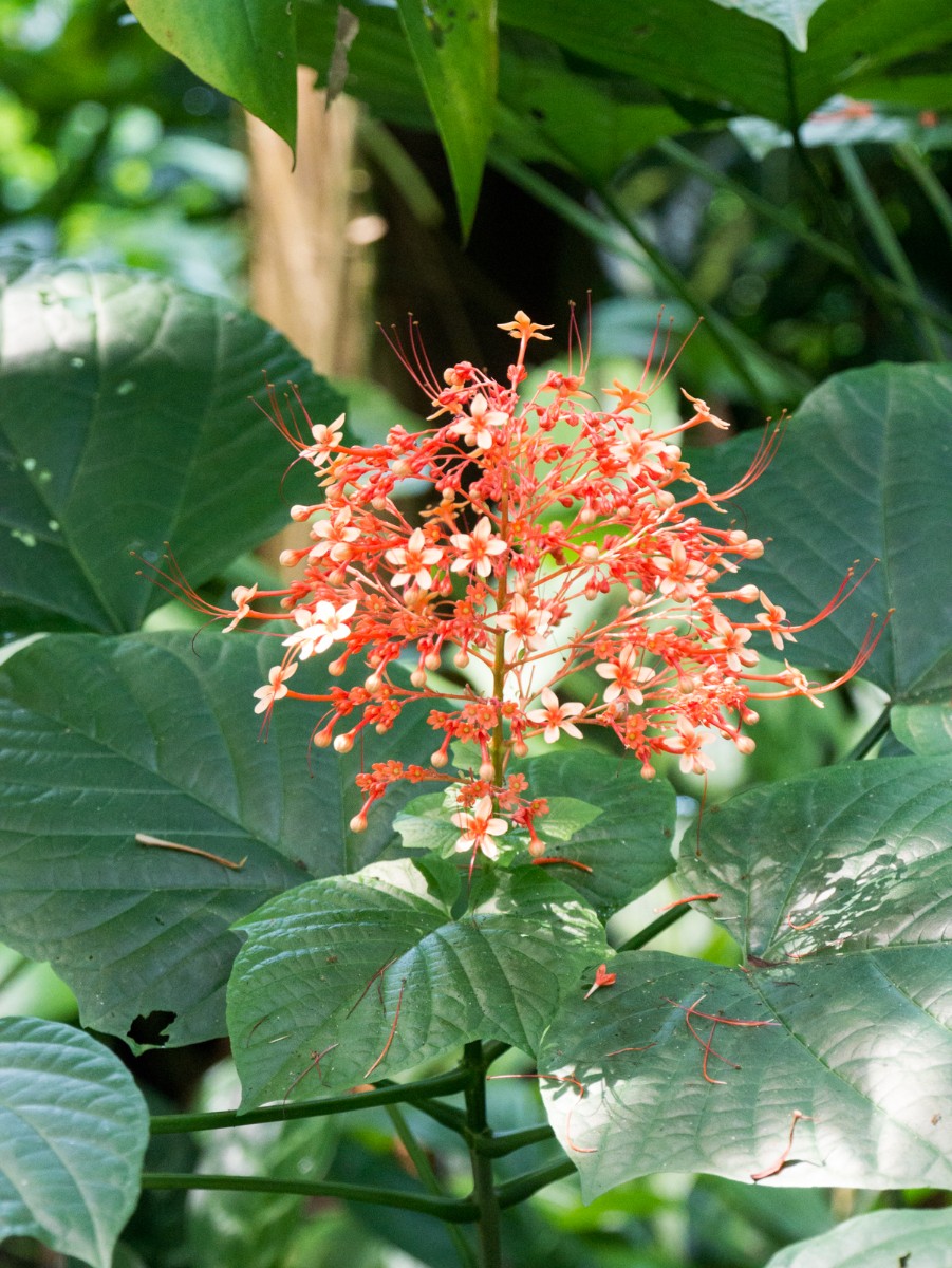 burgers zoo bush 0003  burgers zoo bush 0003