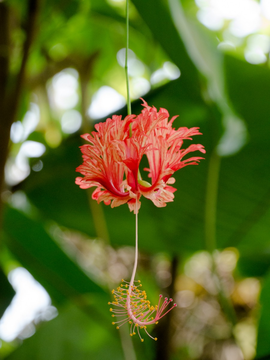 burgers zoo bush 0004  burgers zoo bush 0004