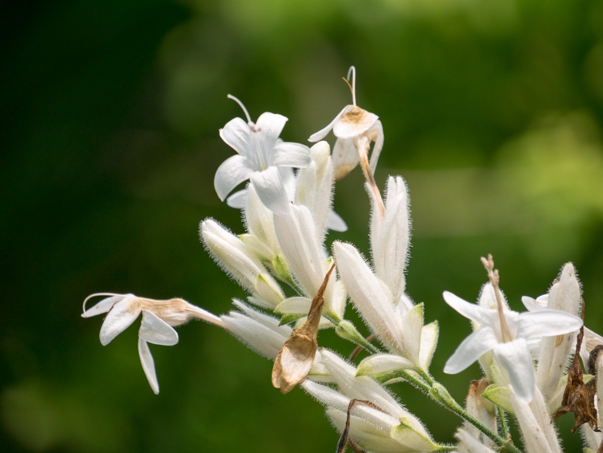 burgers zoo bush 0005  burgers zoo bush 0005