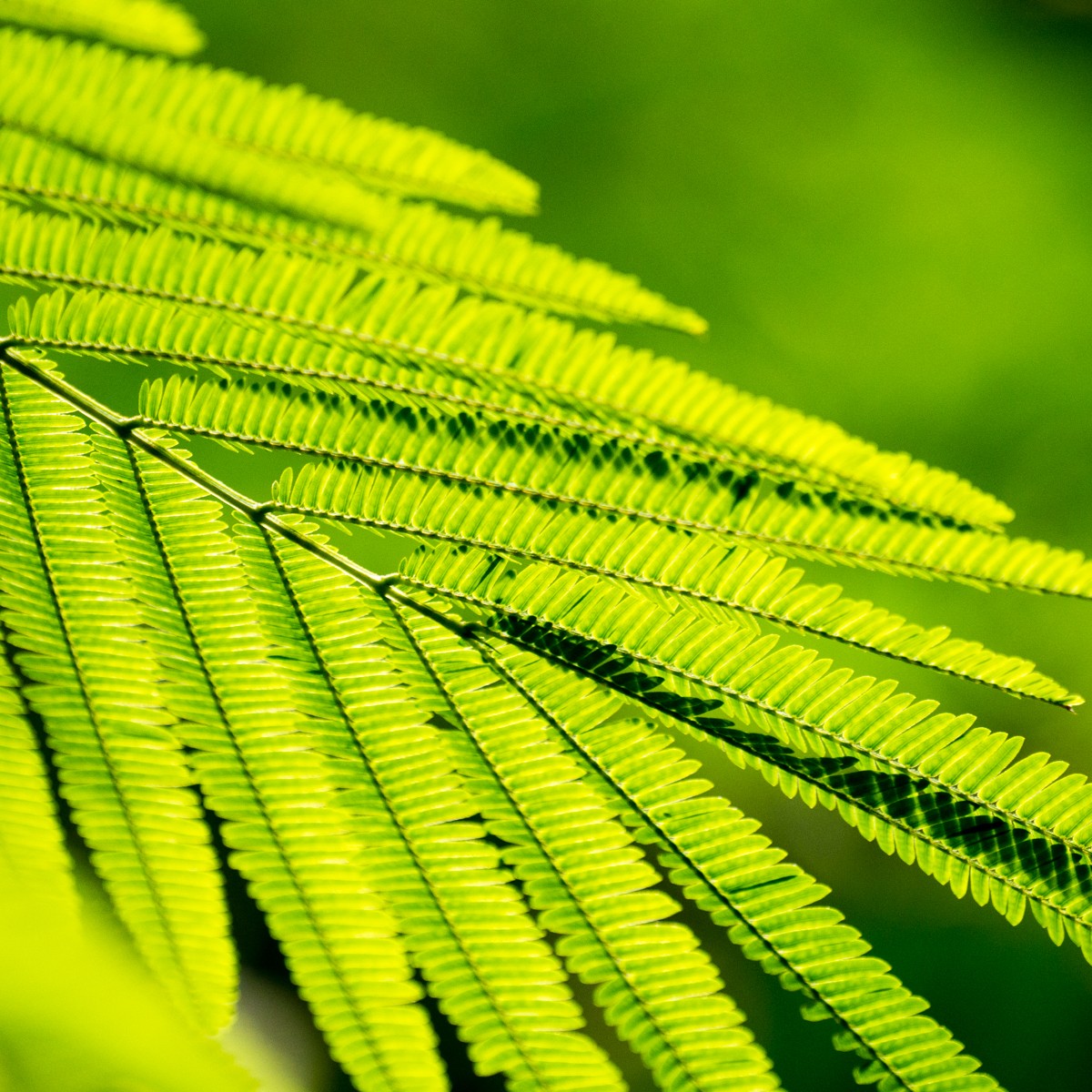 burgers zoo bush 0012  burgers zoo bush 0012
