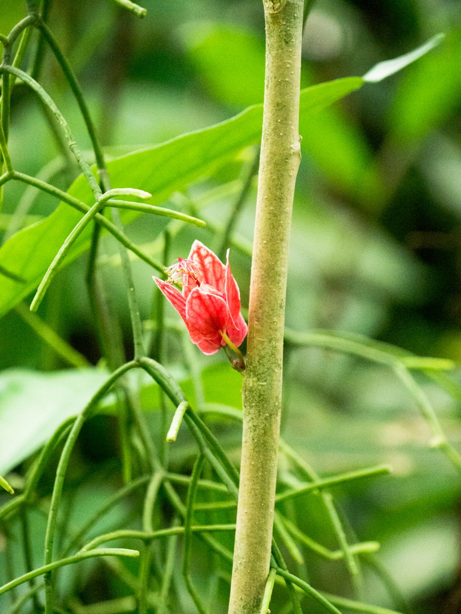 burgers zoo bush 0015  burgers zoo bush 0015