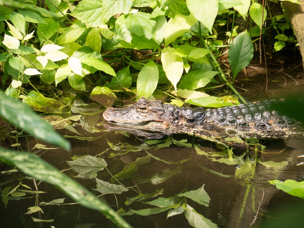 burgers zoo bush 0017  burgers zoo bush 0017