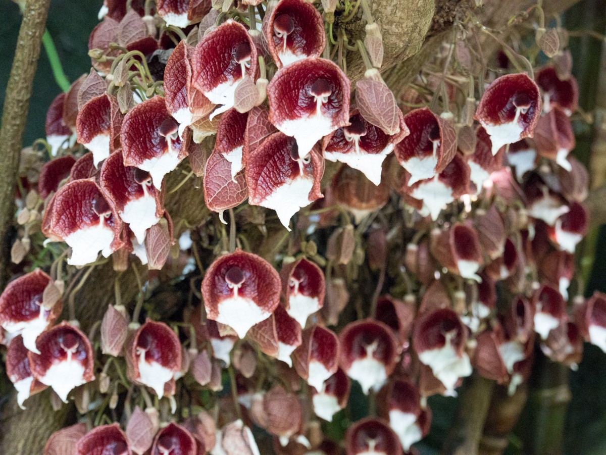 burgers zoo bush 0019  burgers zoo bush 0019