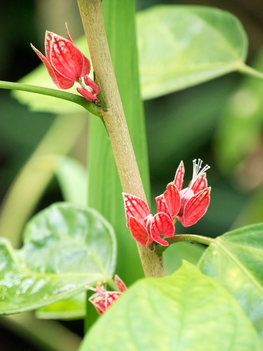 burgers zoo bush 0020  burgers zoo bush 0020