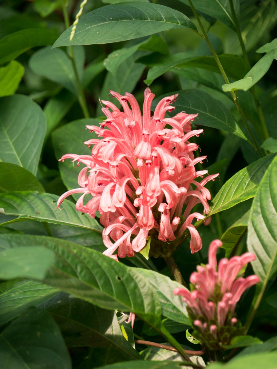 burgers zoo bush 0021  burgers zoo bush 0021