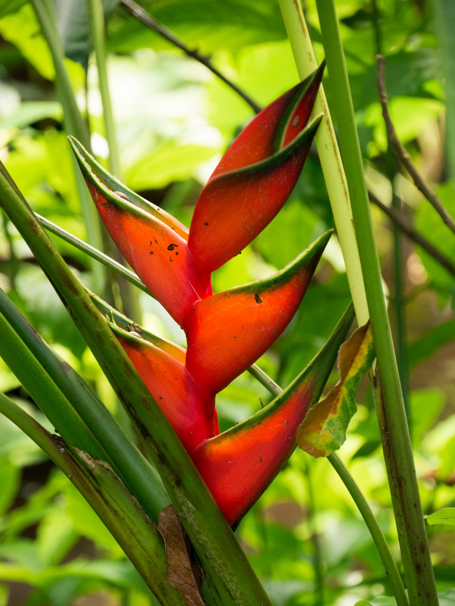 burgers zoo bush 0022  burgers zoo bush 0022