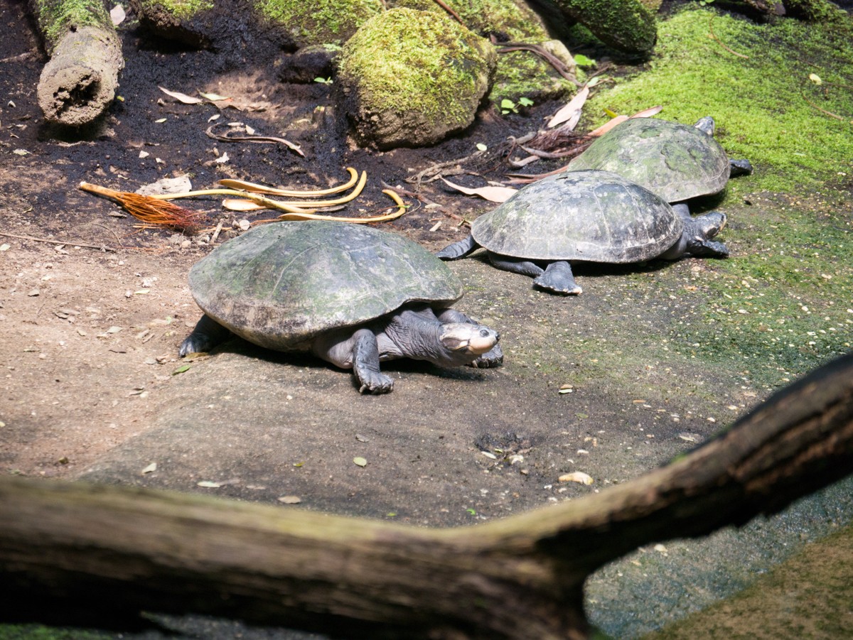burgers zoo bush 0026  burgers zoo bush 0026