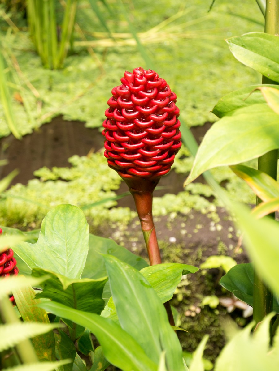 burgers zoo desert 0027  burgers zoo desert 0027