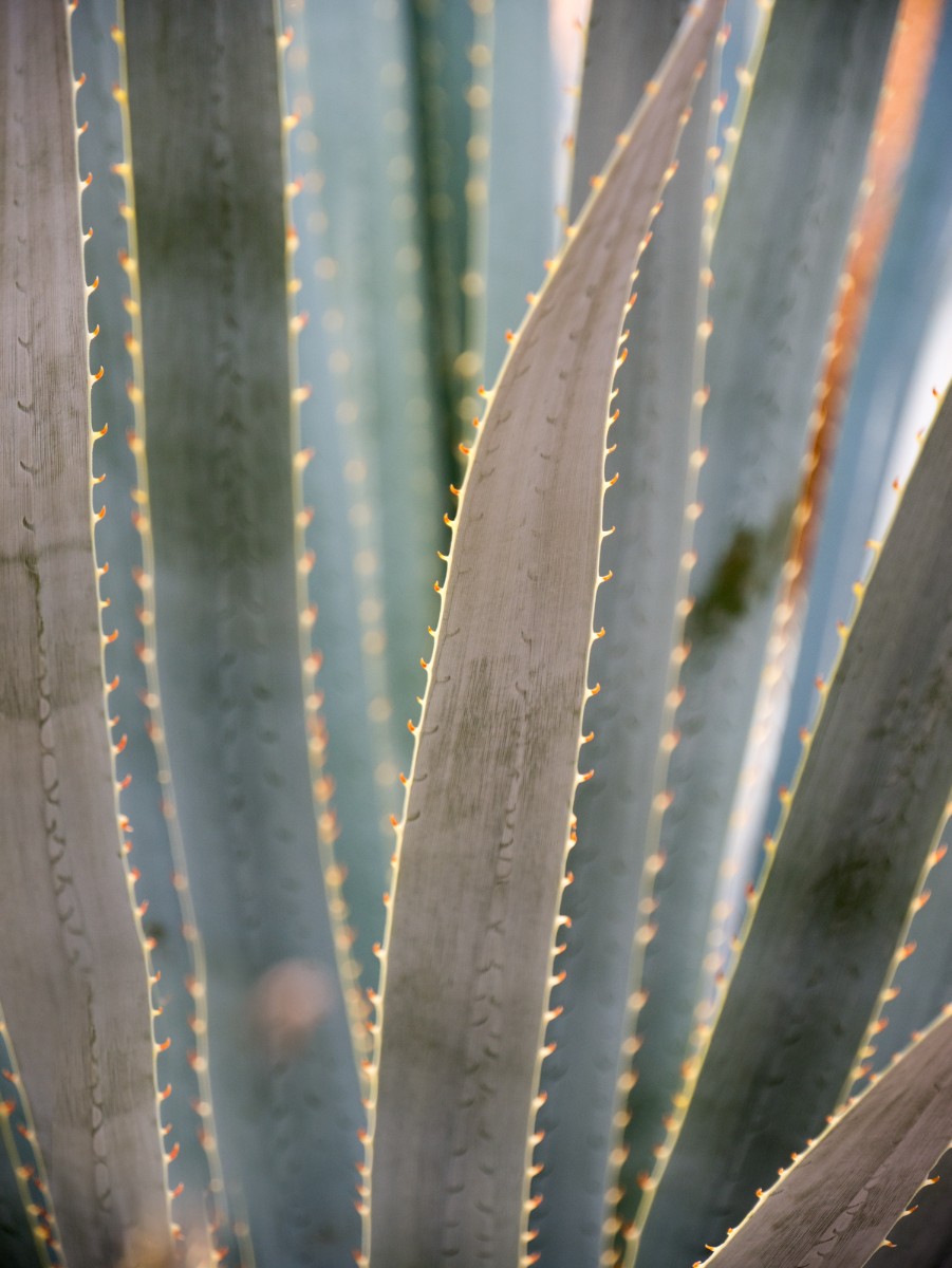 burgers zoo desert 0002  burgers zoo desert 0002