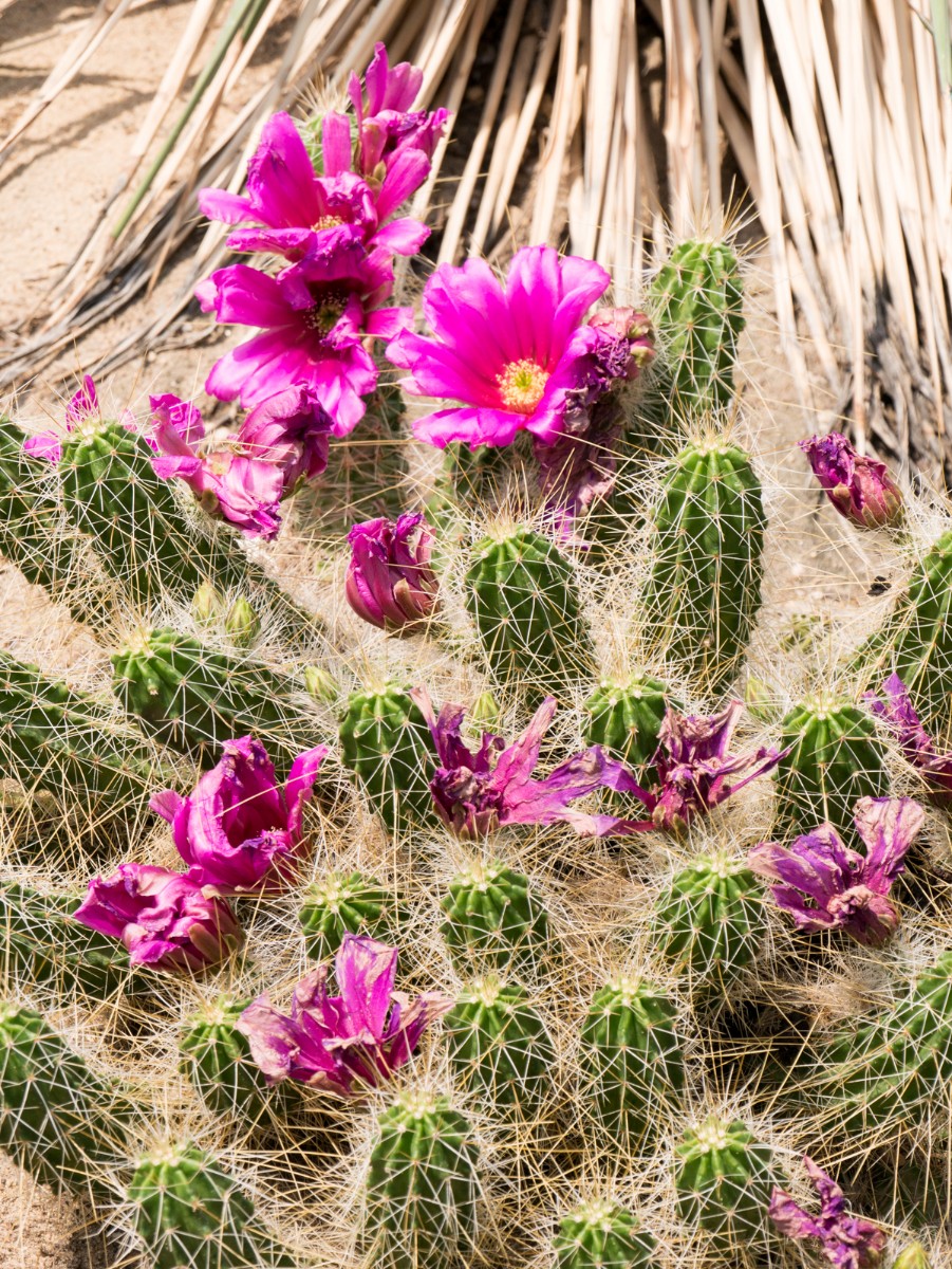 burgers zoo desert 0003  burgers zoo desert 0003